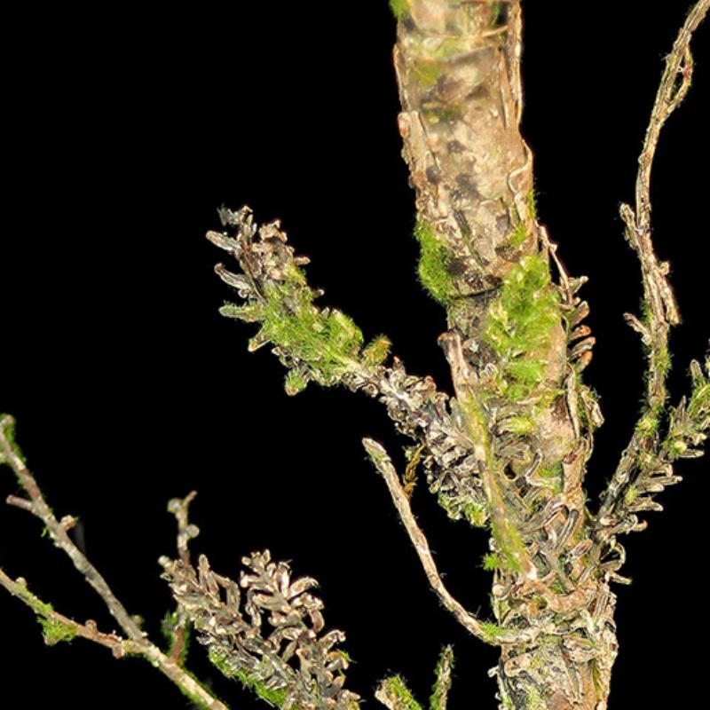 New Withered Vines Artificial  - Christmas Tree Artificial recension och pris